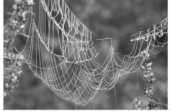 "Spider Web, Web Drops, Macro"