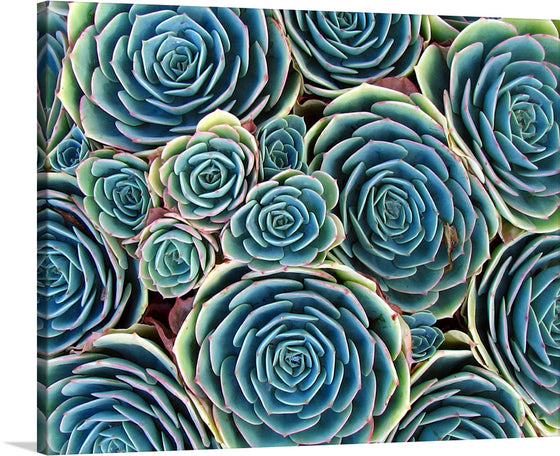 Immerse yourself in the serene beauty of our “Succulent Harmony” art print. Each intricate petal and delicate hue of green and blue is captured with exquisite detail, bringing the resilient beauty of succulents into your space. This artwork, a symphony of nature’s elegance, is a testament to the mesmerizing forms and enchanting colors that these hardy plants exhibit. 