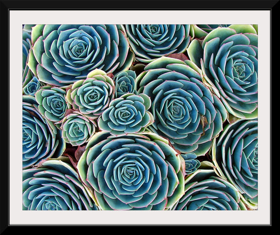 “Succulent Harmony”