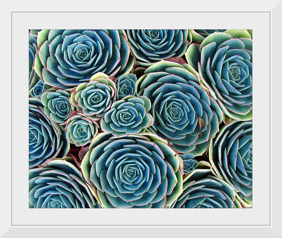 “Succulent Harmony”