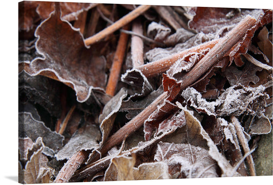 This artwork is a print of fallen leaves and twigs covered with a delicate layer of frost. Each leaf is outlined with ice crystals, highlighting their intricate structures and veins. The color palette consists mainly of brown and gray tones from the dried leaves, contrasted by the white frost. 