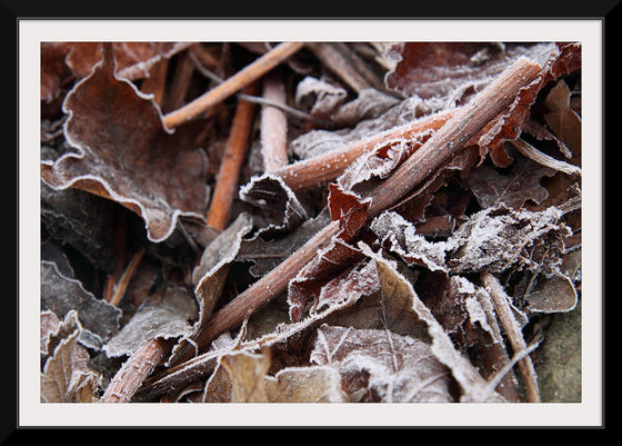 "Morning Frost"