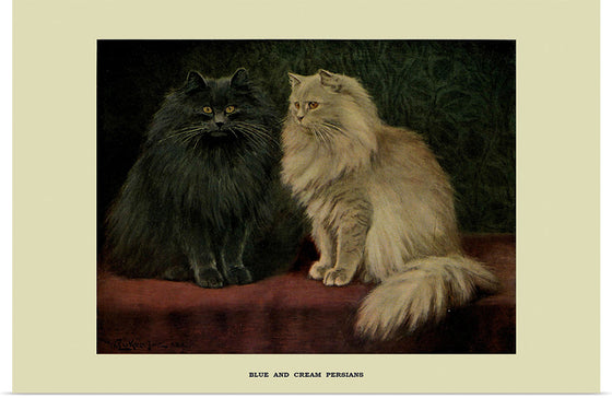 "Blue and Cream Persians"