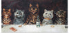 "Vintage Cats Illustration Art"