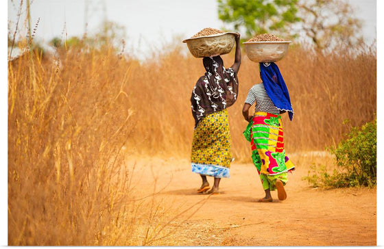 "Women in West Africa Village Carrying Baskets Filled With Shea Butter Fruits"