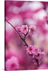 “Pink Petaled Flowers” by Kat Smith. This artwork is a stunning portrayal of the beauty of nature in full bloom. The painting captures the essence of spring with its vibrant pink and delicate white petals, which are depicted in intricate detail. The soft focus effect applied to the image creates an ethereal atmosphere, making the flowers appear as if they are dancing on the canvas.