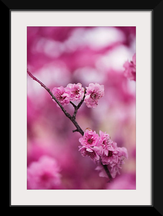 "Pink Petaled Flowers", Kat Smith