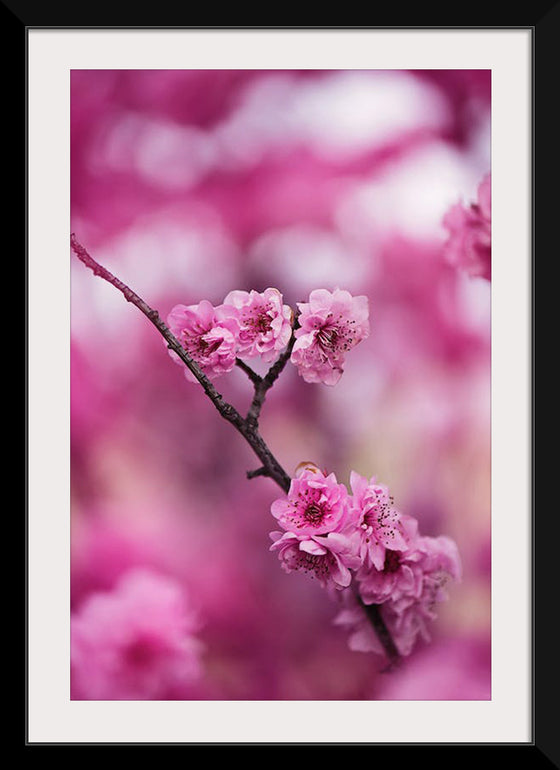 "Pink Petaled Flowers", Kat Smith