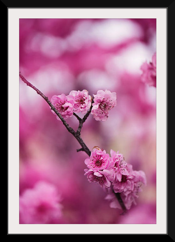 "Pink Petaled Flowers", Kat Smith