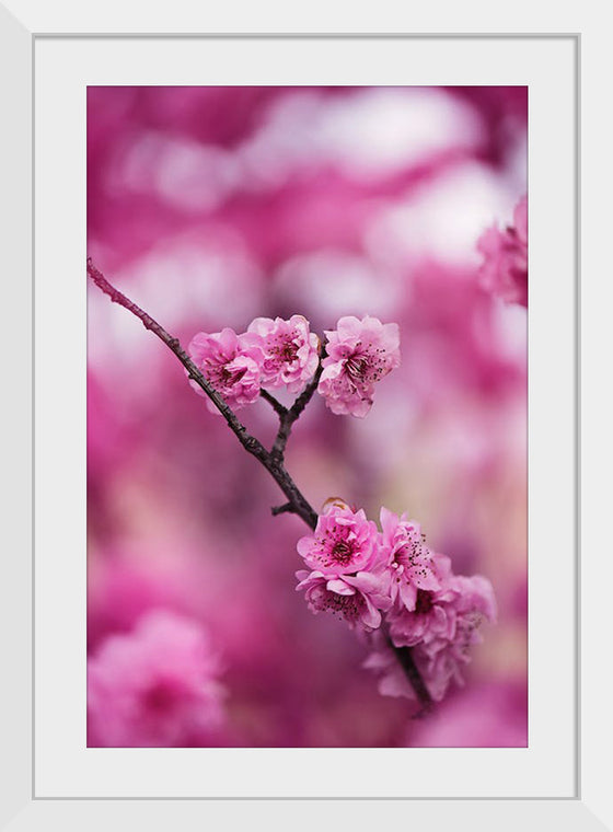 "Pink Petaled Flowers", Kat Smith