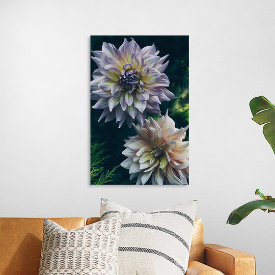 "Dahlia Flowers", Rov Camato