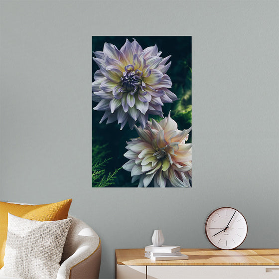 "Dahlia Flowers", Rov Camato