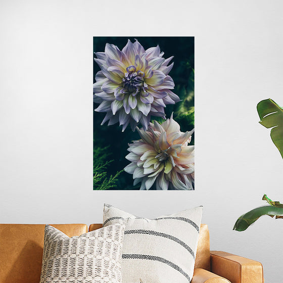 "Dahlia Flowers", Rov Camato