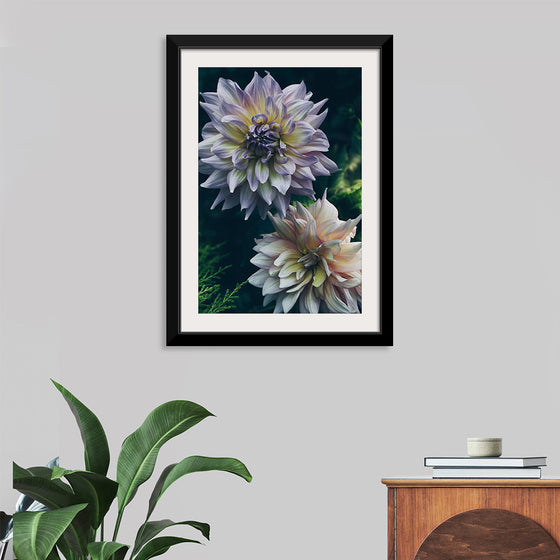 "Dahlia Flowers", Rov Camato