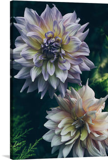  Experience the beauty of nature with Rov Camato’s “Dahlia Flowers”. This stunning print features two dahlia flowers in full bloom, with their delicate petals and soft colors. The flowers are in soft colors of purple, pink, and white, set against a dark green background, making the colors pop. 