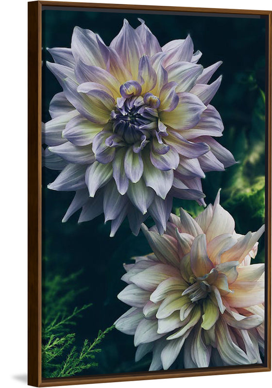 "Dahlia Flowers", Rov Camato