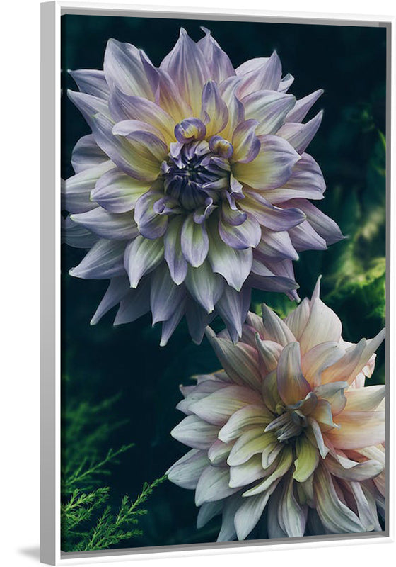 "Dahlia Flowers", Rov Camato