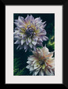 "Dahlia Flowers", Rov Camato