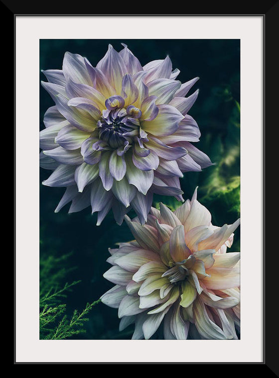 "Dahlia Flowers", Rov Camato