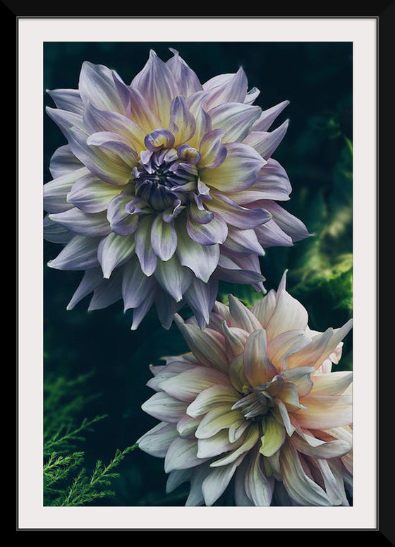 "Dahlia Flowers", Rov Camato