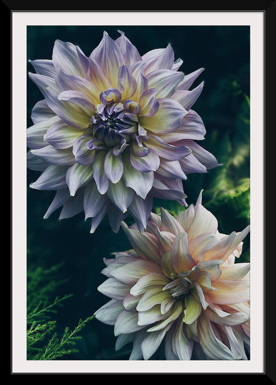 "Dahlia Flowers", Rov Camato