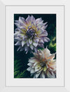 "Dahlia Flowers", Rov Camato