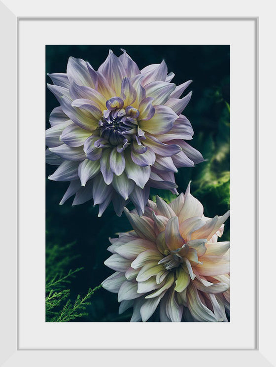 "Dahlia Flowers", Rov Camato