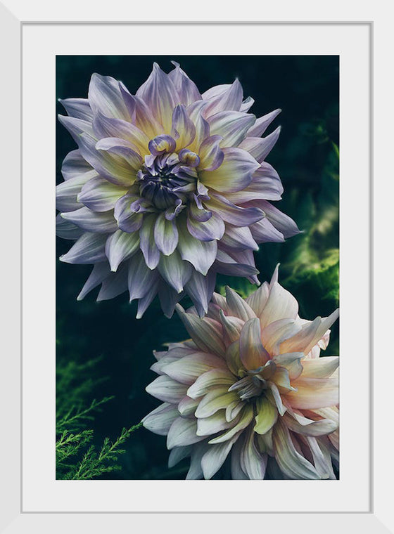 "Dahlia Flowers", Rov Camato