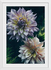 "Dahlia Flowers", Rov Camato