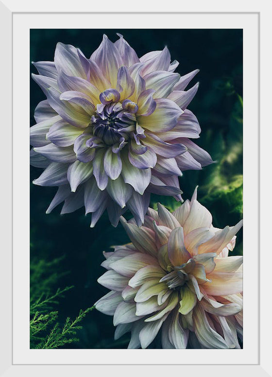 "Dahlia Flowers", Rov Camato