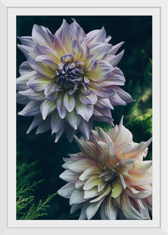 "Dahlia Flowers", Rov Camato