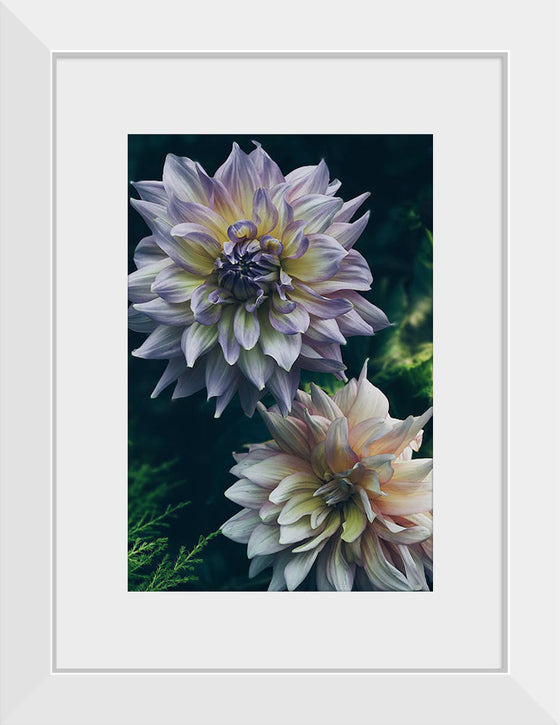 "Dahlia Flowers", Rov Camato