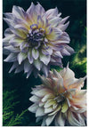 "Dahlia Flowers", Rov Camato