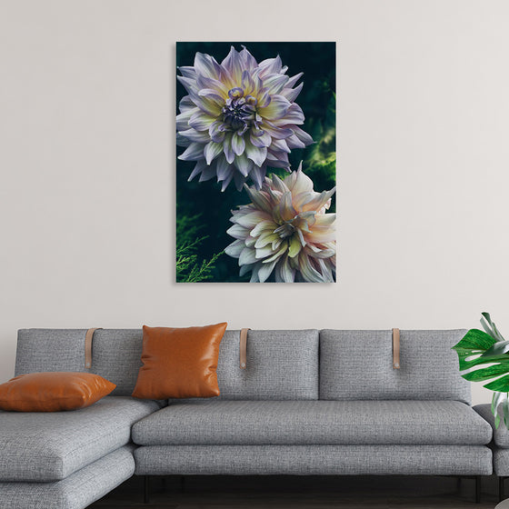 "Dahlia Flowers", Rov Camato