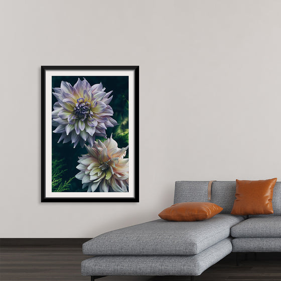 "Dahlia Flowers", Rov Camato