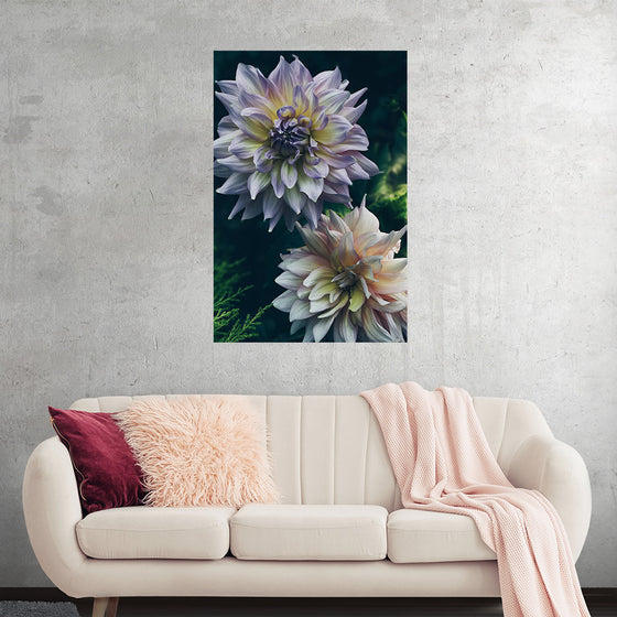 "Dahlia Flowers", Rov Camato