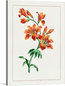  Immerse yourself in the vibrant allure of this exquisite print, capturing the radiant bloom of the “Long Orange Lily.” Each petal, painted with meticulous detail, dances with hues of orange and red, evoking a sense of warmth and passion. The green stems and leaves provide a contrasting elegance, making this artwork a harmonious blend of color and life.