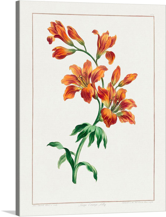 Immerse yourself in the vibrant allure of this exquisite print, capturing the radiant bloom of the “Long Orange Lily.” Each petal, painted with meticulous detail, dances with hues of orange and red, evoking a sense of warmth and passion. The green stems and leaves provide a contrasting elegance, making this artwork a harmonious blend of color and life.
