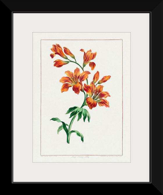 "Large Orange Lily (1786)", John Edwards