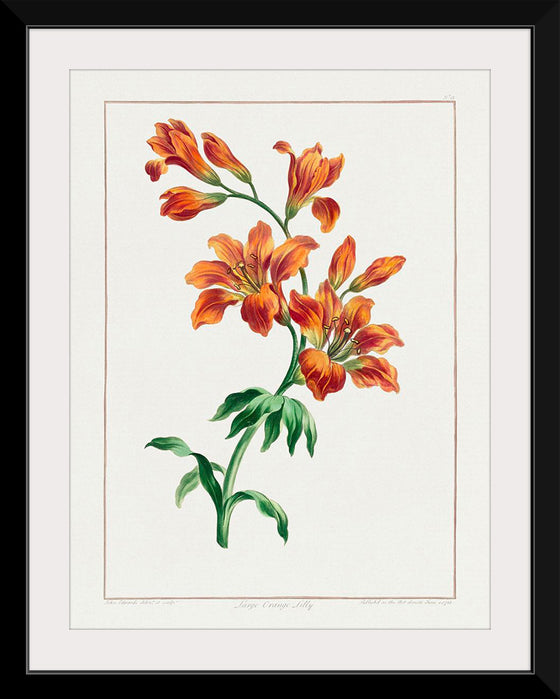 "Large Orange Lily (1786)", John Edwards