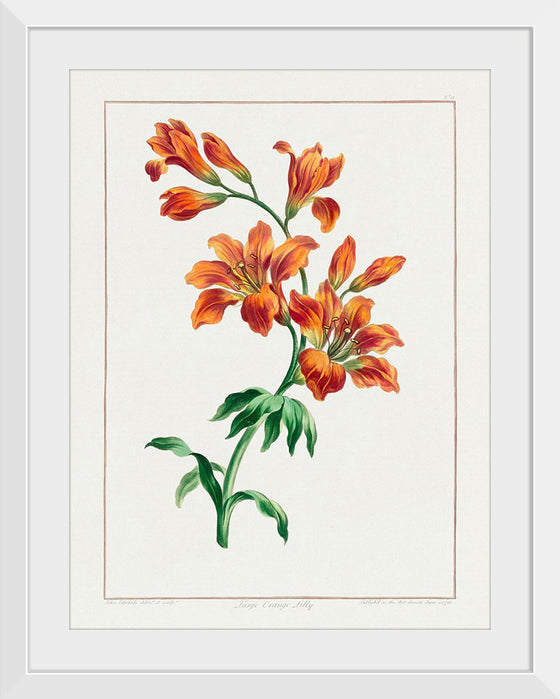 "Large Orange Lily (1786)", John Edwards
