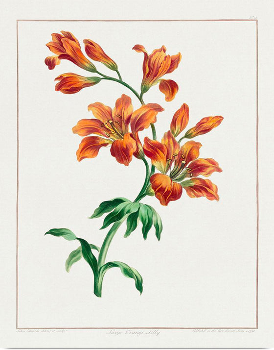 "Large Orange Lily (1786)", John Edwards
