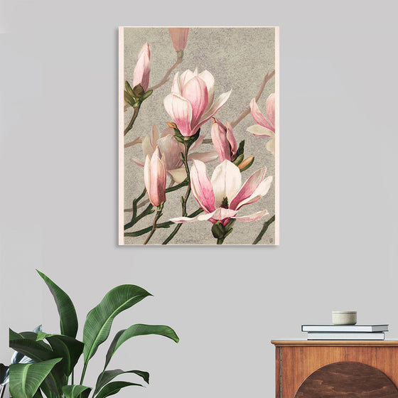 "Magnolia (1886)", Louis Prang & Co.