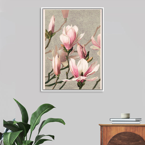 "Magnolia (1886)", Louis Prang & Co.