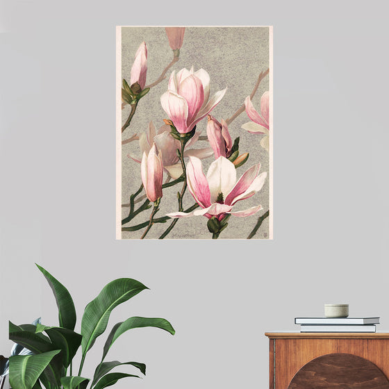 "Magnolia (1886)", Louis Prang & Co.