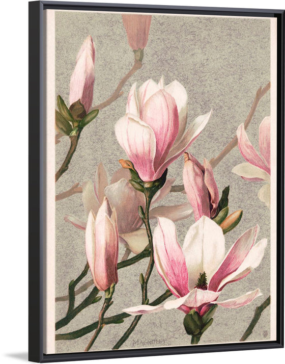 "Magnolia (1886)", L. Prang & Co.