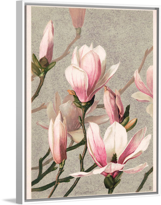 "Magnolia (1886)", Louis Prang & Co.