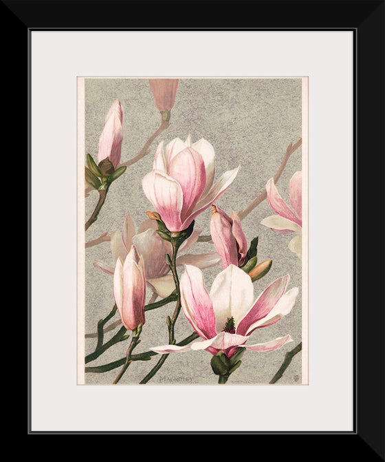 "Magnolia (1886)", L. Prang & Co.