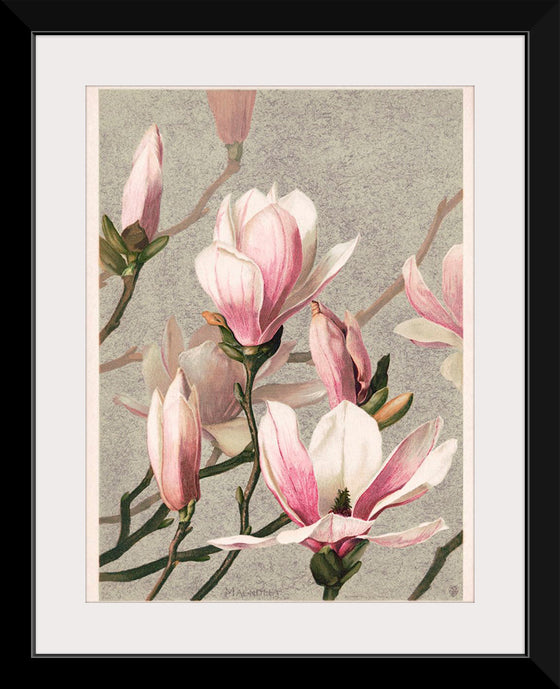 "Magnolia (1886)", Louis Prang & Co.