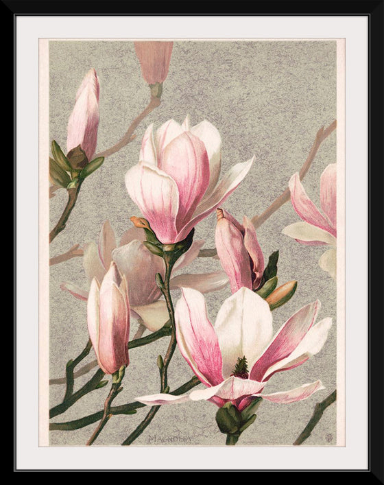 "Magnolia (1886)", L. Prang & Co.